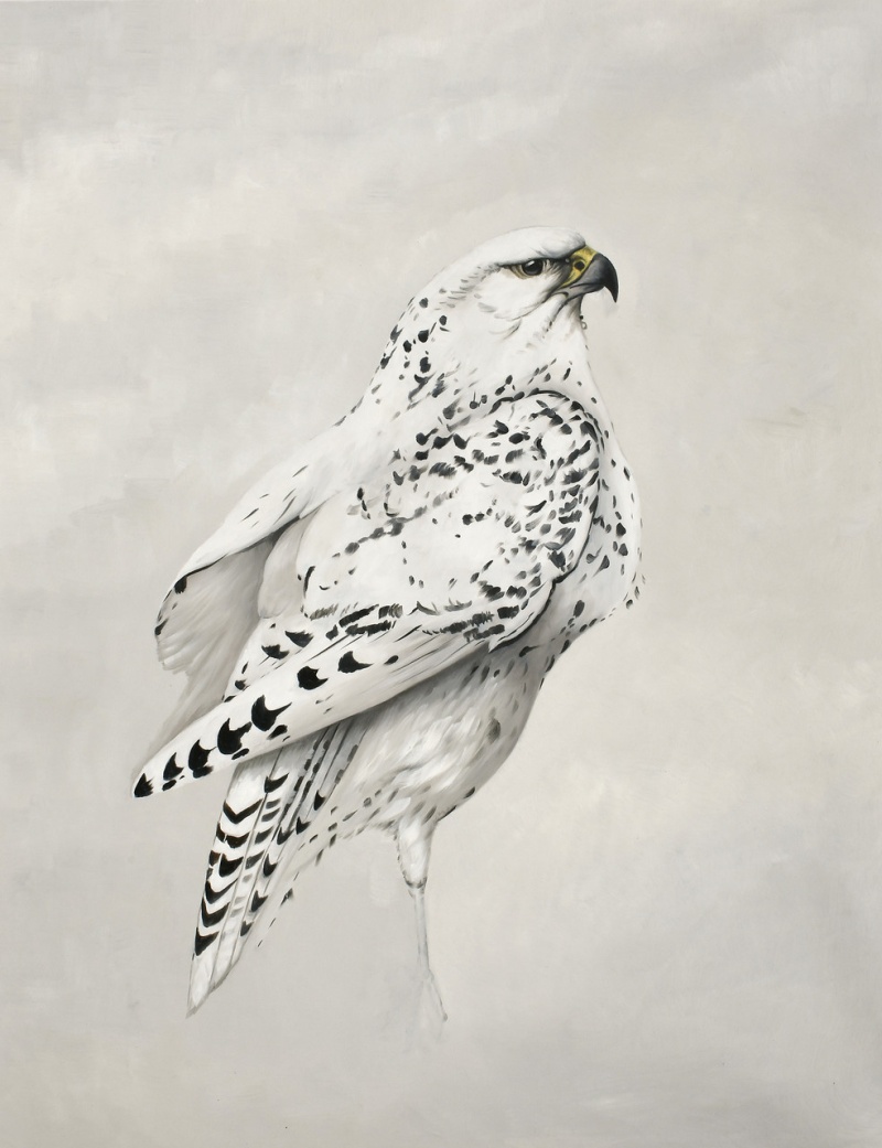 Winter Falcon Giclee