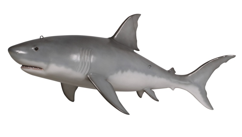 Great White Shark 6Ft