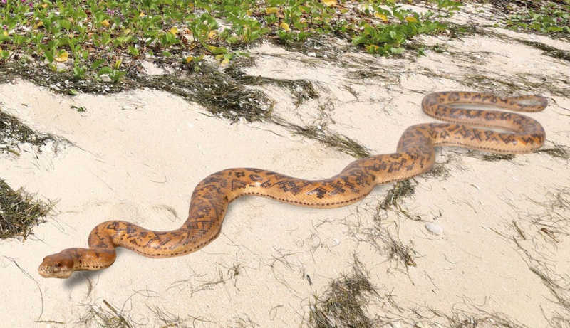 Snake 99.5" Long