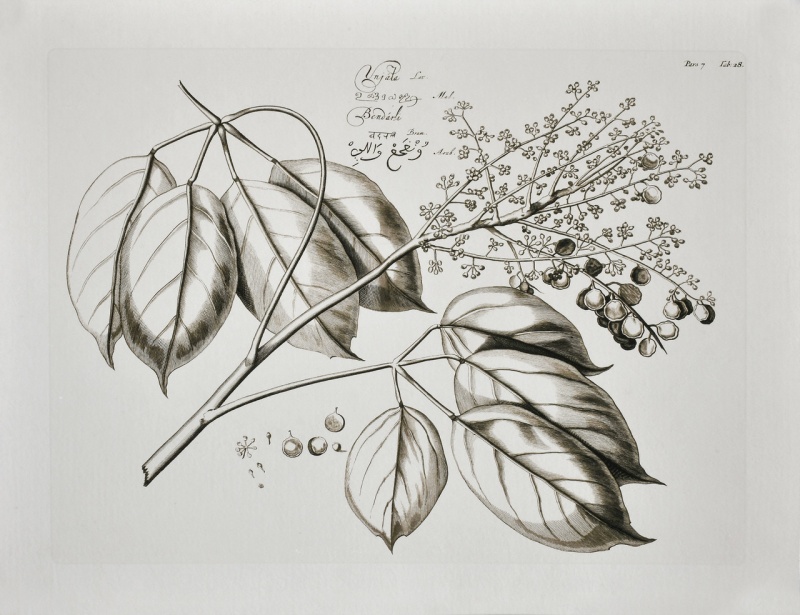 Vintage Botanical Giclee