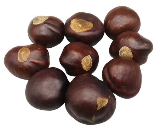 Buckeyes Whole 2Oz - Attract Wealth and Good Luck Naturally