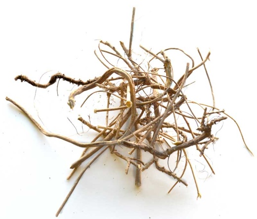 Devil's Shoestring Whole 1Oz - Powerful Herb for Voodoo and Hoodoo Spells