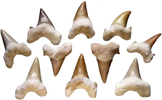Unique Shark Teeth for Decor and Rituals
