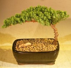 Juniper Bonsai Tree-Small (Juniper Procumbens "Nana")