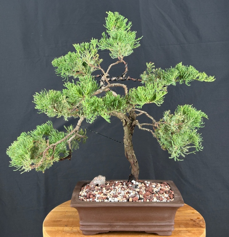 Juniper Bonsai Tree - Trained (Juniper Procumbens Nana)