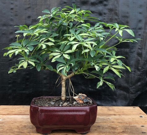 Golden Hawaiian Umbrella Bonsai Tree - Medium(Arboricola Schefflera)