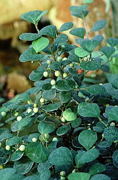 Mistletoe Fig Bonsai Tree - Small (Ficus Diversifolia)