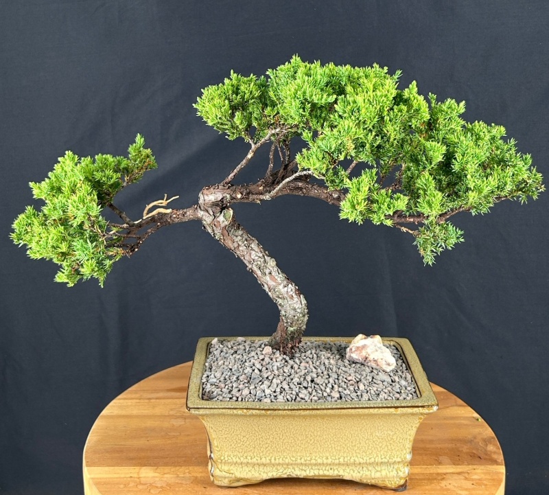 Juniper Bonsai Tree - Trained (Juniper Procumbens Nana)