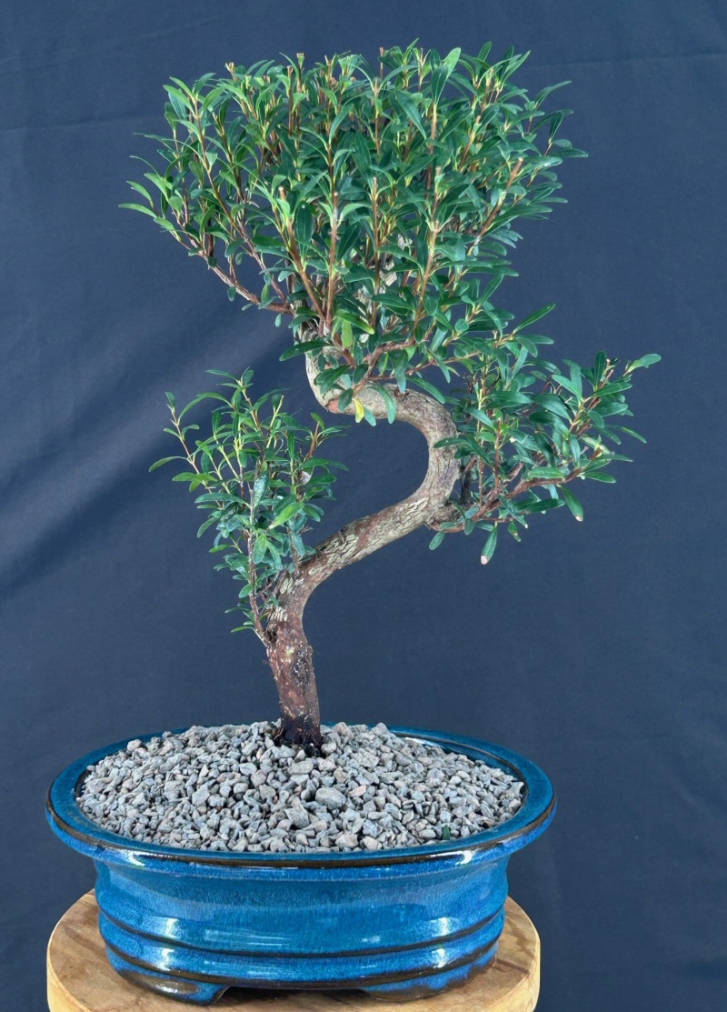 Flowering Chinese Myrtle Bonsai Tree Curved Trunk Style