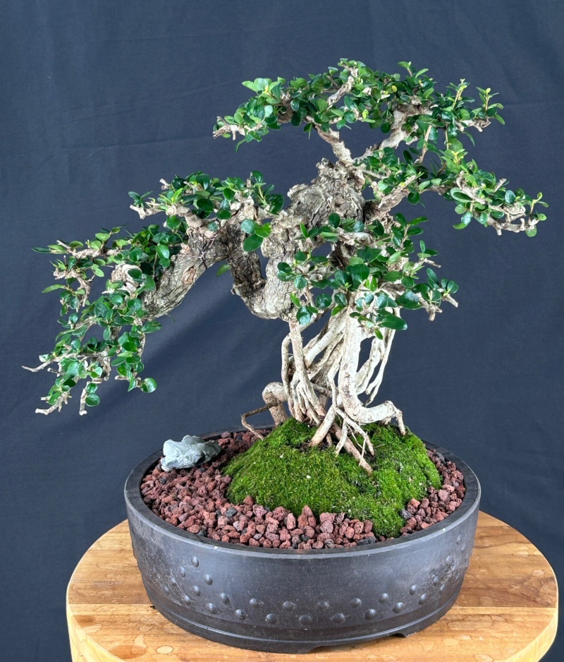 Semi Cascading Sam Mountain Bonsai Tree Commonly Known In Vietnamese As "C�Y Sam N�I" (Antidesma Acidum)
