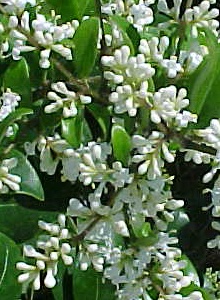 Flowering Ligustrum Bonsai Treecurved Trunk & Tiered Branching Style(Ligustrum Lucidum)