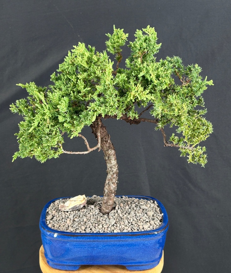 Juniper Bonsai Tree - Trained (Juniper Procumbens Nana)