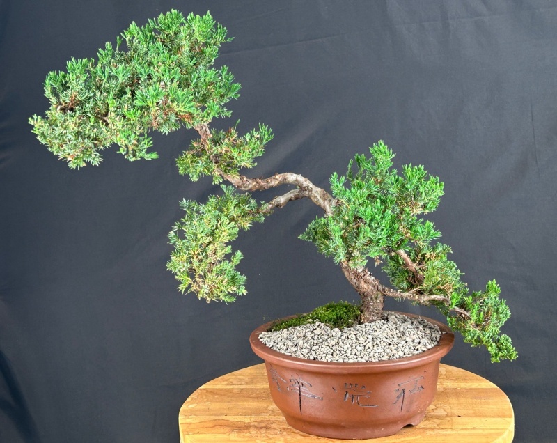 Juniper Bonsai Tree - Trained (Juniper Procumbens Nana)