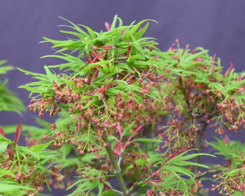 Mikawa Yatsubusa Japanese Maple Bonsai Tree