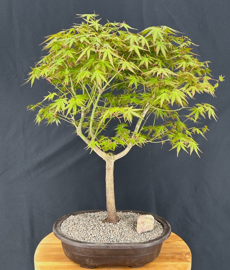 Trained Japanese Green Maple Bonsai Tree (Acer Palmatum)