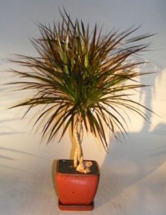 Dracena Bonsai Tree Braided Trunk