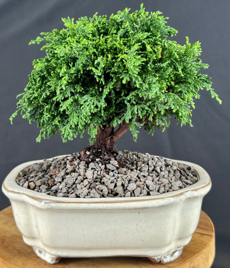 Tsukomo Cypress Bonsai Tree