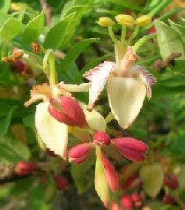 Flowering Tamarind Bonsai Tree