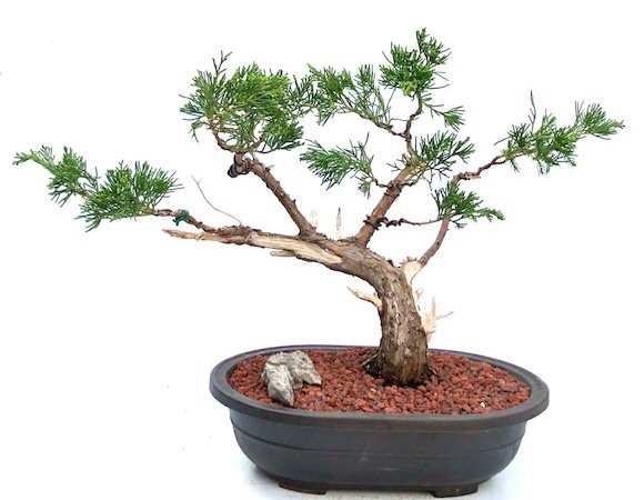 Juniper Bonsai Tree Trained In Jin & Shari Style (Juniperus Chinensis �Parsonii�)