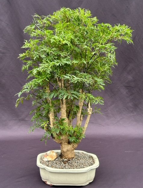 Ming Aralia Bonsai Tree (Polyscais Fruticosa)