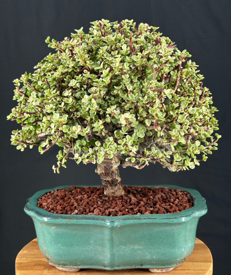 Baby Jade Bonsai Tree - Variegated (Portulacaria Afra Variegata)