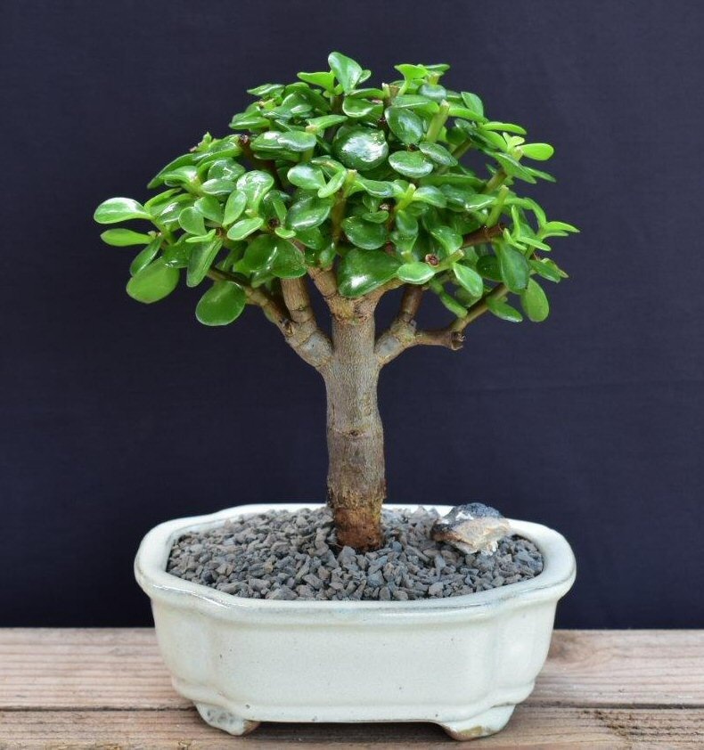 Baby Jade Bonsai Tree - Small (Portulacaria Afra)