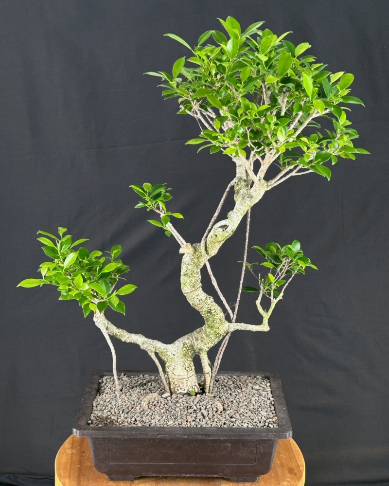 Trained Ficus Retusa Bonsai Tree With Banyan Roots (Ficus Retusa)