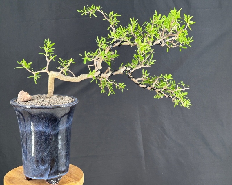 Flowering Swamp Privet Bonsai Tree