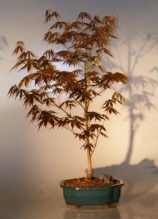 Japanese Red Maple Bonsai Tree - Large