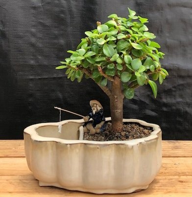 Baby Jade Bonsai Tree with Scalloped-Edge Pot