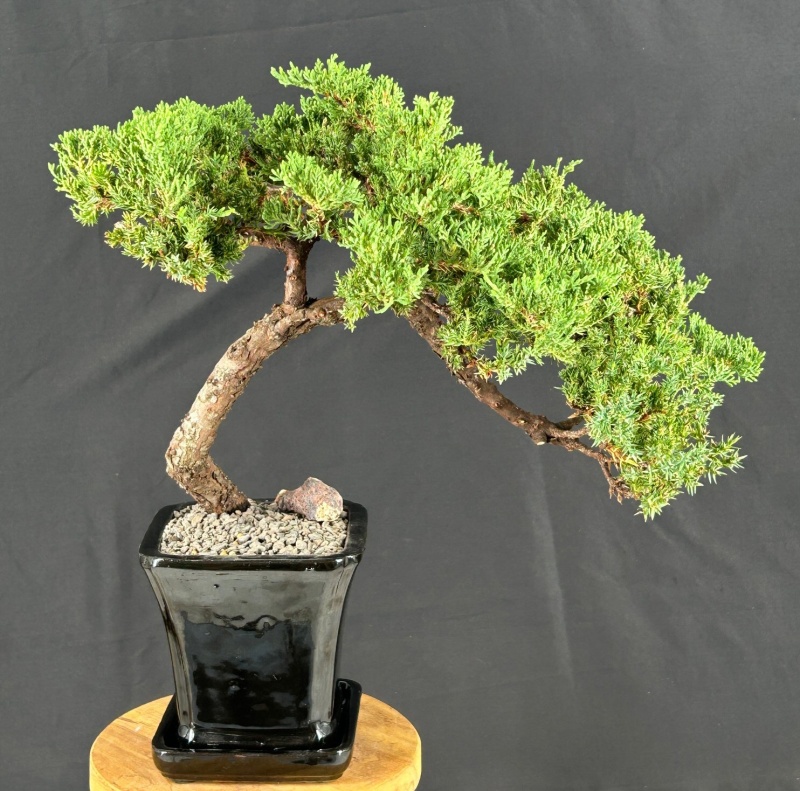 Juniper Bonsai Tree - Trained (Juniper Procumbens Nana)