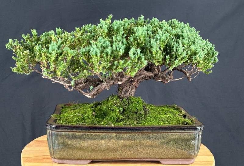 Juniper Bonsai Tree - Trained (Juniper Procumbens Nana)