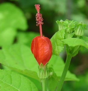 Flowering Dwarf Sleeping Hibiscus Bonsai Tree (Malvaviscus Alboretus 'Compactus')