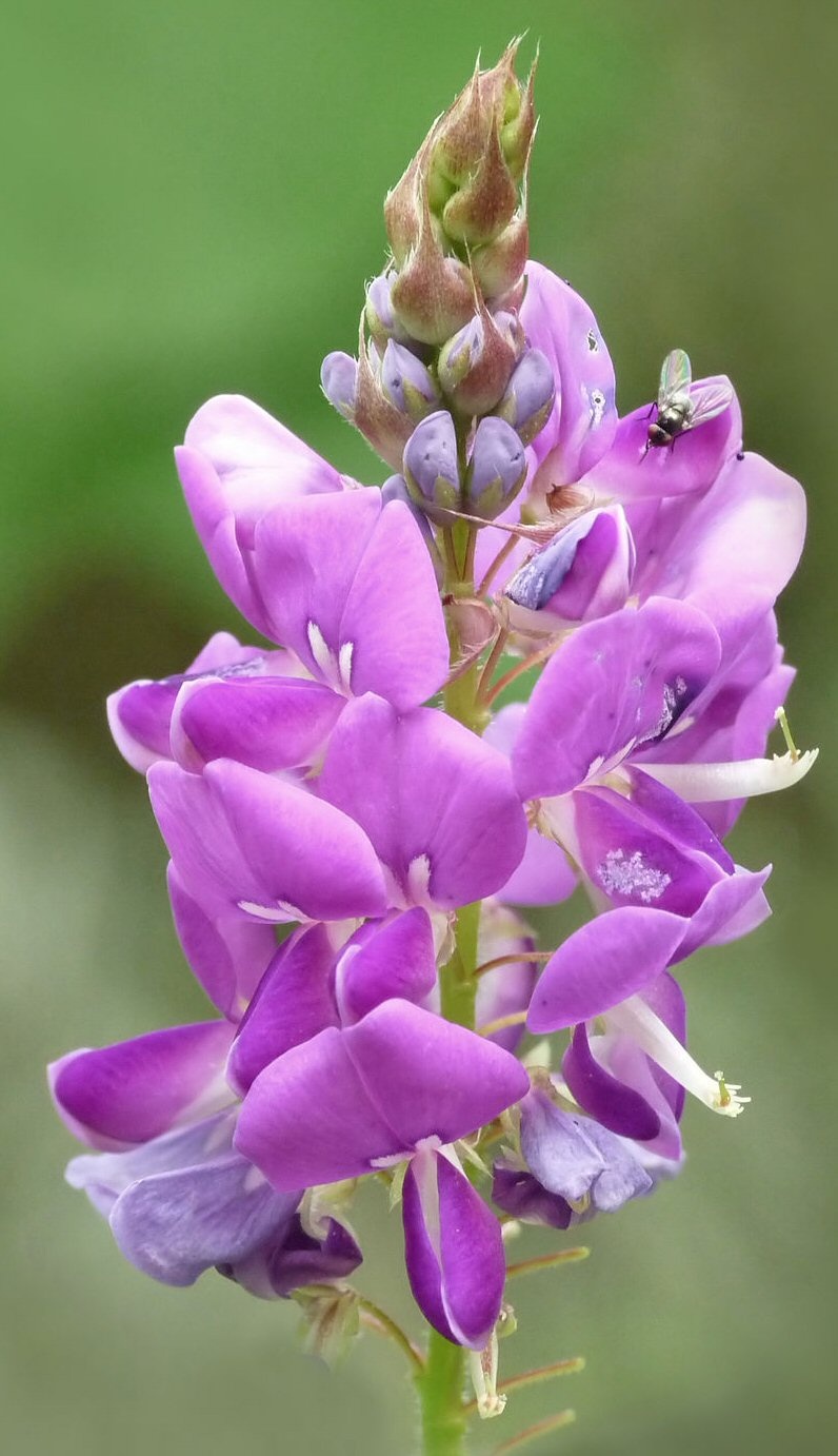 Flowering Desmodium Bonsai Tree (Desmodium Unifoliatium)