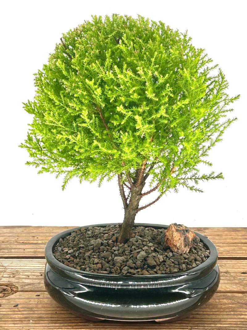 Lemon Cypress Bonsai Tree - Medium (Cupressus Macrocarpa)