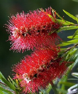 Little John Flowering Bottlebrush Bonsai Tree – Medium