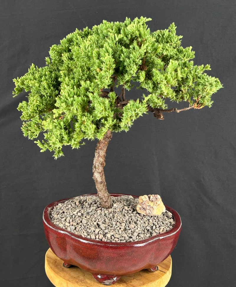 Juniper Bonsai Tree - Trained (Juniper Procumbens Nana)