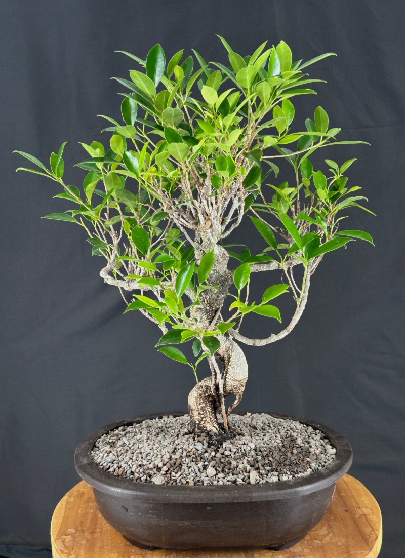 Ficus Retusa Bonsai Tree Curved Trunk