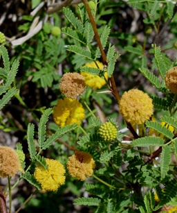 Flowering Dwarf Sweet Acacia Bonsai Tree (Acacia Farnesiana)