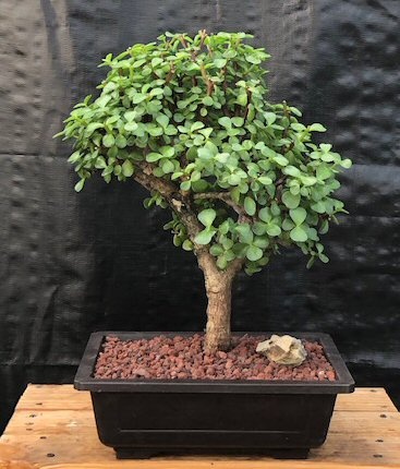Baby Jade Bonsai Tree <I>(Portulacaria Afra)</I>