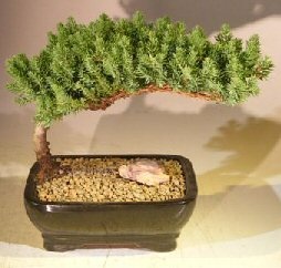 Juniper Bonsai Tree - Medium (Juniper Procumbens "Nana")