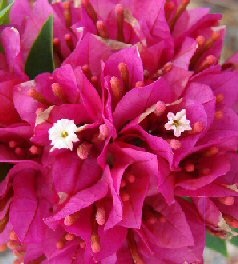 Flowering Bougainvillea Bonsai Tree - Large (Pink Pixie)</I>