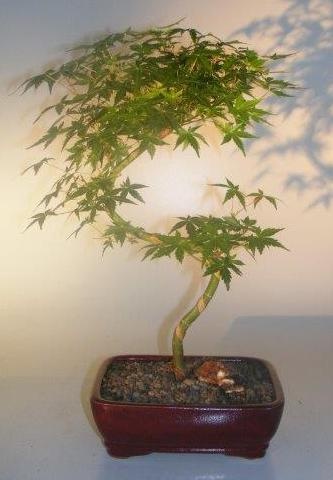 Japanese Green Maple Bonsai Tree Curved "S" Shape Trunk (Acer Palmatum)