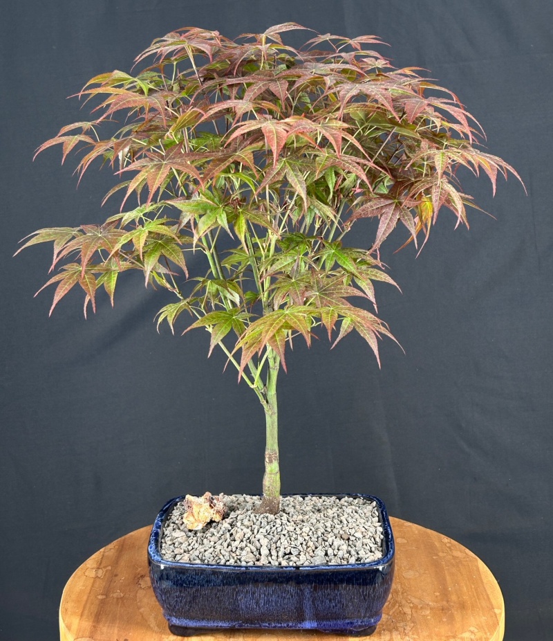 Japanese Red Maple Bonsai Tree