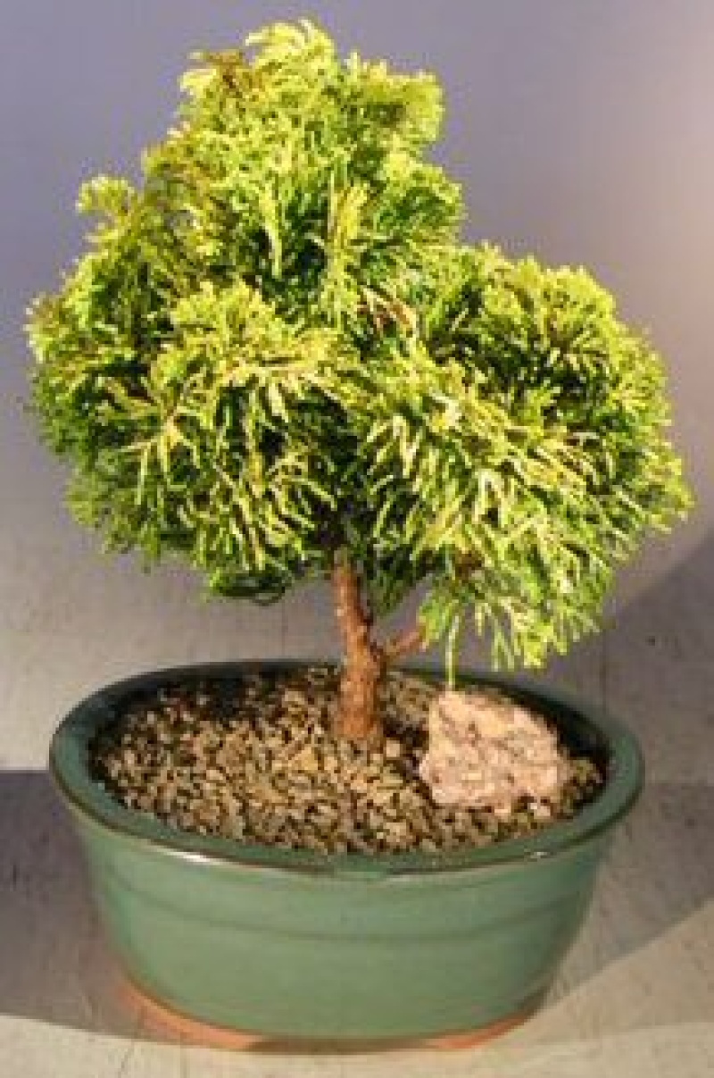Golden Hinoki Cypress Bonsai Tree