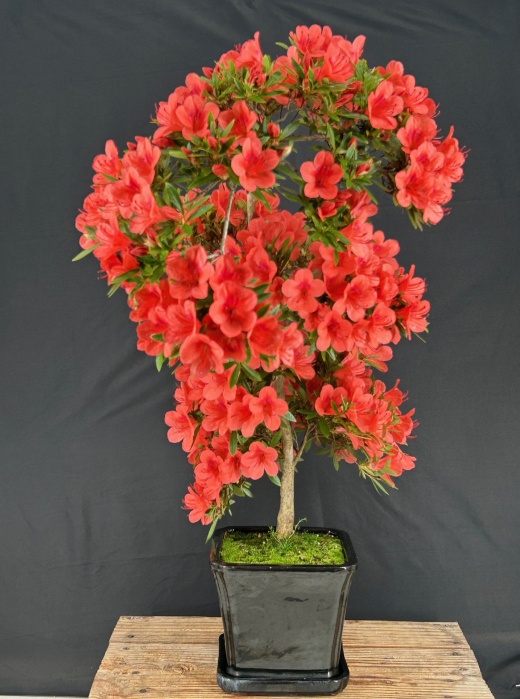 Flowering Chinzan Azalea Bonsai Tree (Azalea Satsuki 'Chinzan')