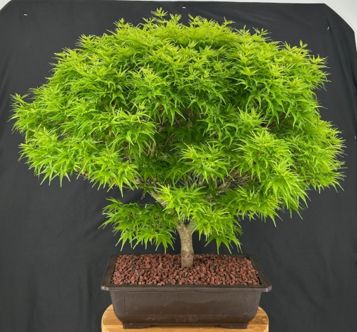 Sharp's Pygmy Dwarf Japanese Maple Bonsai Tree (Acer Palmatum 'Sharps Pygme')