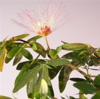 Flowering Dwarf Red Powder Puff Bonsai Tree (Calliandra Schultzei 'Rose Cascade')
