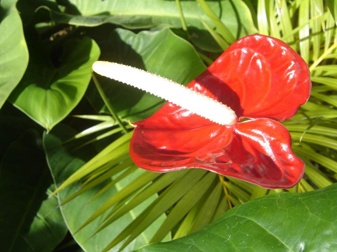 Flowering Red Anthurium In Hawaiian Lava Rock Bonsai Tree