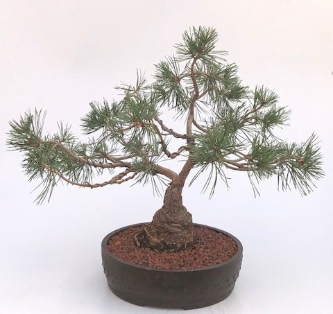 Scotch (Scots) Pine Bonsai Tree (Pinus Sylvestris 'Albyn')